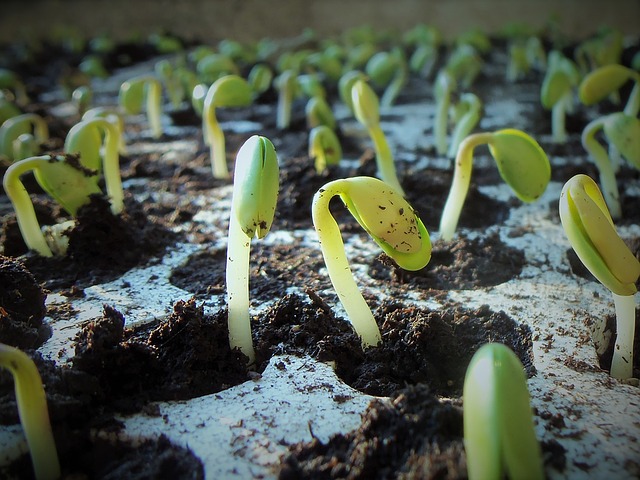 How Long Does it Take for a Seed to Germinate?